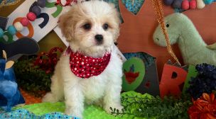 cavachon breeder puppy