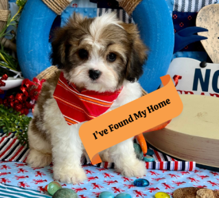 cavachon puppy for sale today