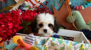 adorable cavachon puppy for sale