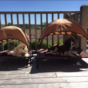 cavachon breed standard look