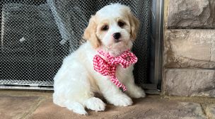 cavachon dog breed family-friendly