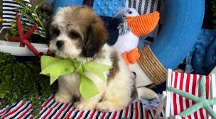 cavachon puppy sitting indoors