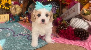 cavachon puppy care guide