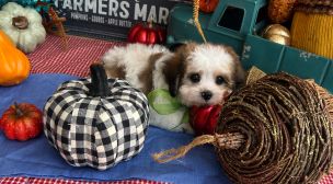 click here to adopt a cavachon puppy