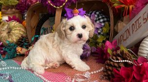 cavachon puppies for new owners
