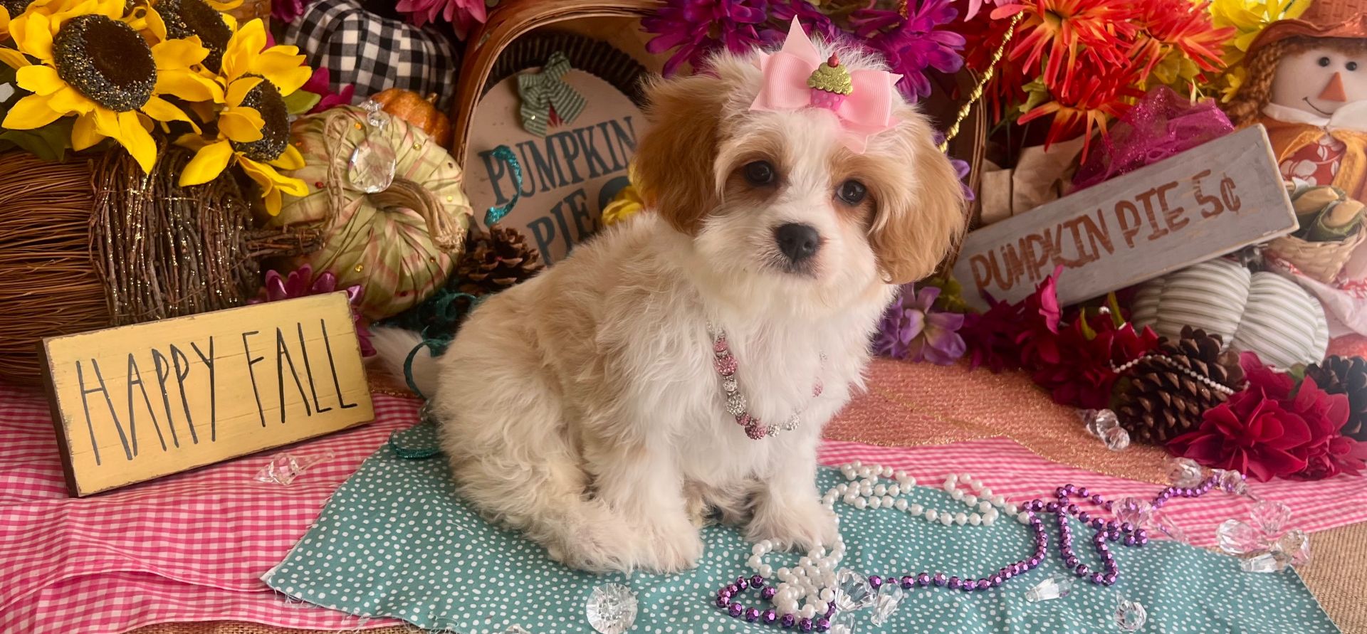 cavachon dog breed information
