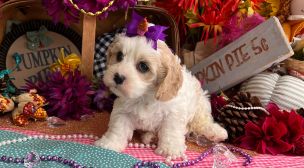 cavachon puppy with good health