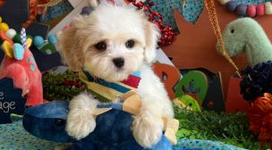 cavachon dog breed example