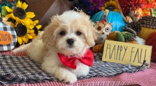 cavachon puppies with personality