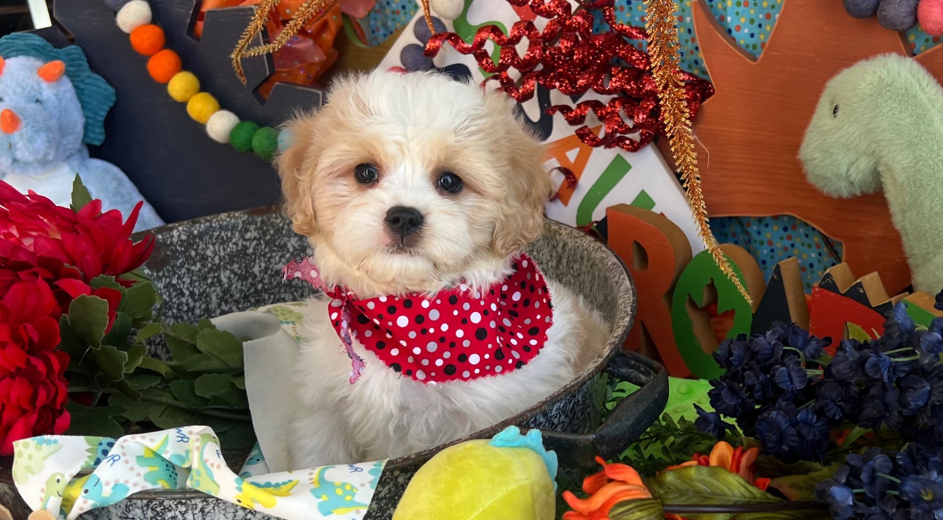 cavachon puppy for adoption