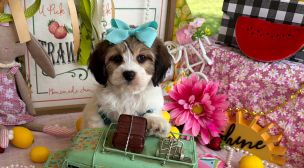 gentle cavachon puppy with soft eyes