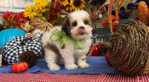cavachon puppy sitting quietly