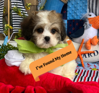 cavachon puppy from trusted breeder