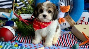 hypoallergenic cavachon puppy