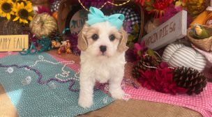 affectionate cavachon puppy