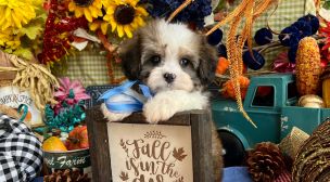 cavachon dog breed characteristics
