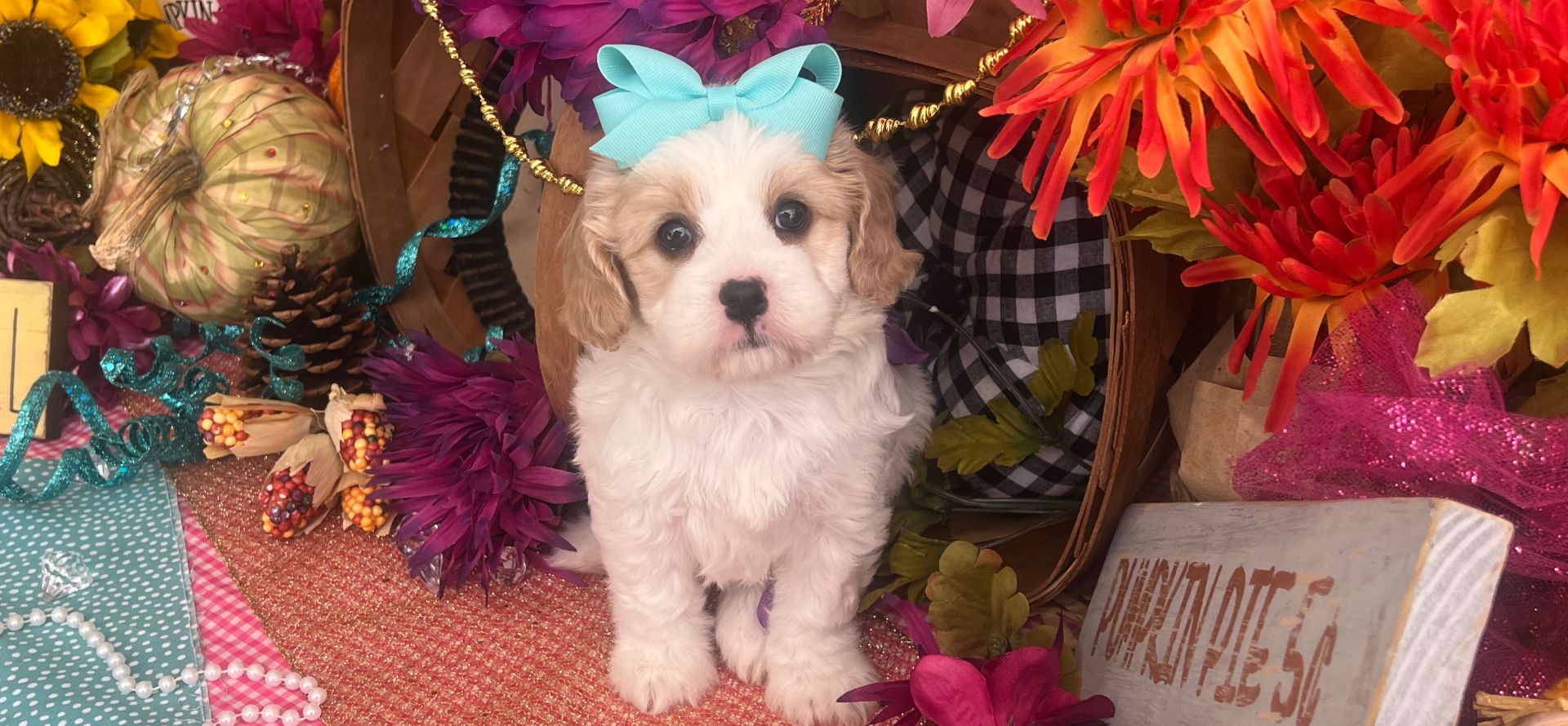 cavachon dog breed information