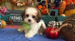 cavachon breeder puppy