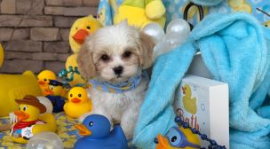 cavachon dog breed puppies