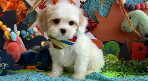 cavachon puppy adoption listing