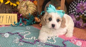 adopt a cavachon puppy