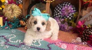 cavachon puppies with home training
