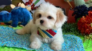 cavachon puppy with great temperament