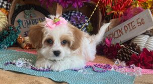 cavachon puppies for sale listing