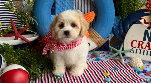 cavachon breed healthy puppies