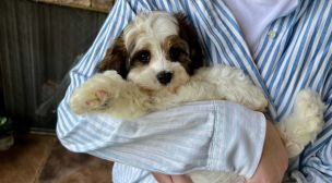 cavachon puppy ready adopted