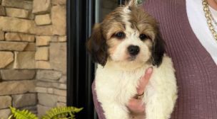 calm cavachon puppy resting peacefully