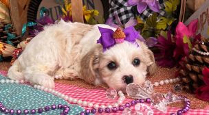 young cavachon puppy close-up
