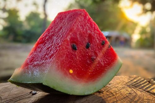 can cavachons eat watermelon
