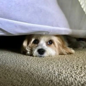 cavachon dog with soft coat