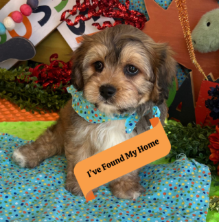 gentle cavachon puppy with soft eyes