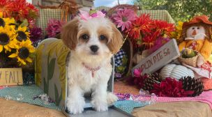reputable cavachon puppy breeder