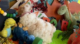 cavachon dog for sale USA