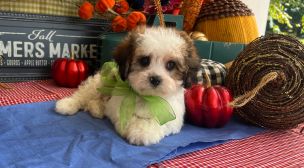 cavachon dog for sale USA