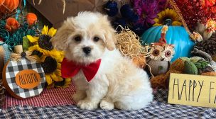 gentle cavachon puppy raised with love