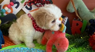playful cavachon puppy