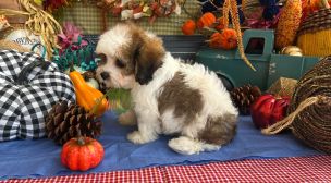 champion bloodline cavachon puppy