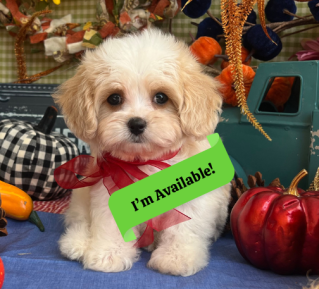 cavachon dog breed information