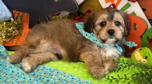 cavachon puppies with personality