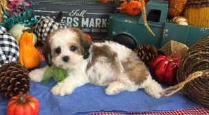 cavachon puppy looking for forever home