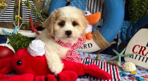 cavachon puppy with gentle nature