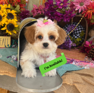 cavachon dog breed information