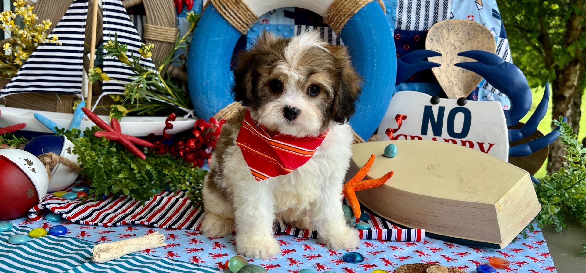 cavachon puppy listing
