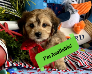 calm cavachon puppy resting peacefully