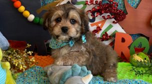 cavachon breeder USA