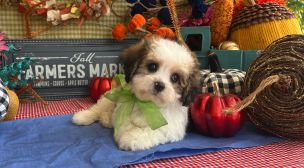 cavachon puppy with good health